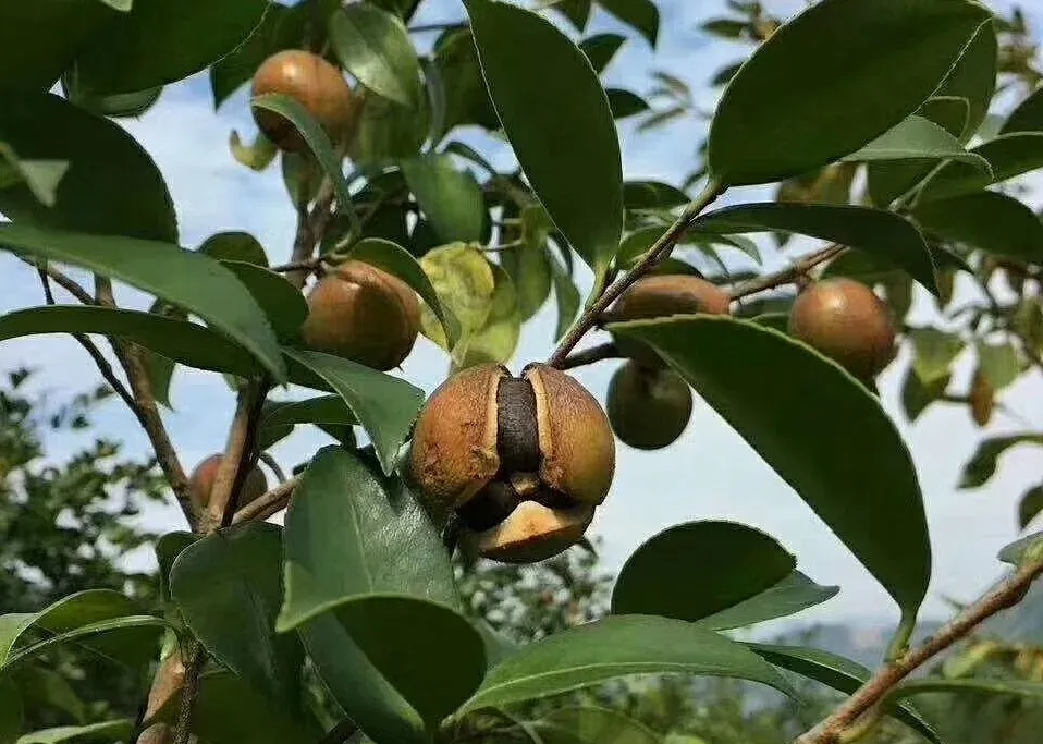 山茶油鸭加热多久熟
