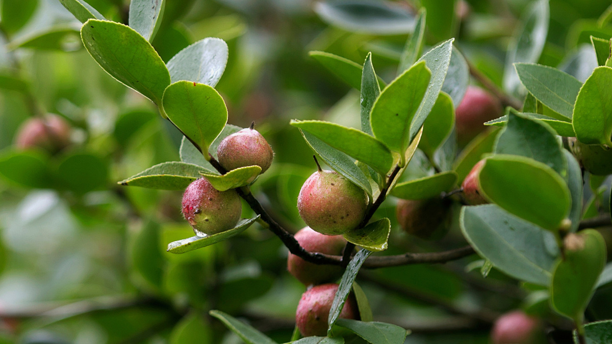 山茶油鸭保存时间多久
